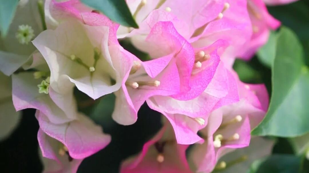 怀柔的冬|走进红螺寺,邂逅暖冬之旅 怀柔的冬|走进红螺寺,邂逅暖冬之旅