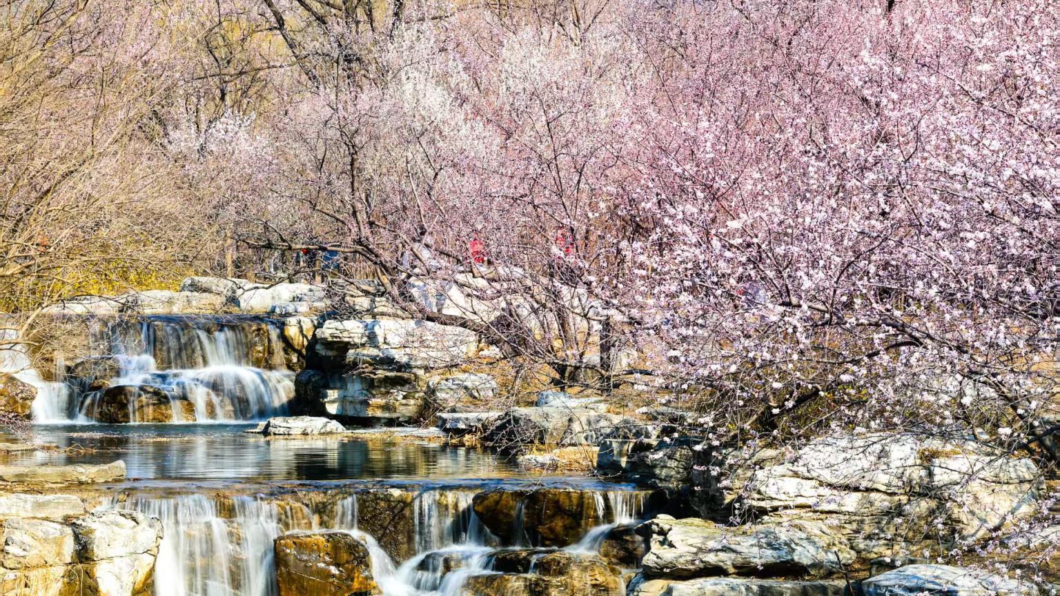 北京踏青赏花人气持续飙升，市属公园周末迎客130万人次