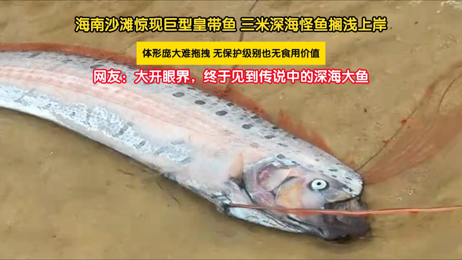 海南沙滩惊现巨型皇带鱼 三米深海怪鱼搁浅上岸 海南沙滩惊现巨型皇带鱼 三米深海怪鱼搁浅上岸