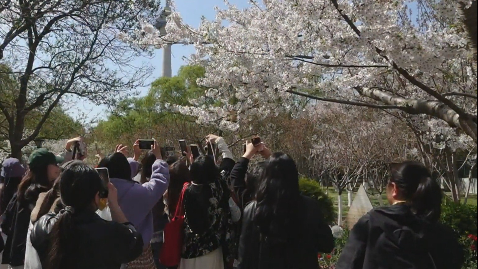 踏青赏花春意浓 “赏花经济”激活京城春日消费新动能 踏青赏花春意浓 “赏花经济”激活京城春日消费新动能