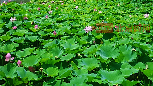 北京夏天不能错过的事：去圆明园看荷花！