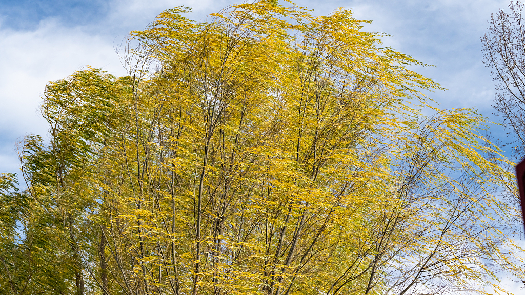 北京解除大风蓝色预警 北京解除大风蓝色预警