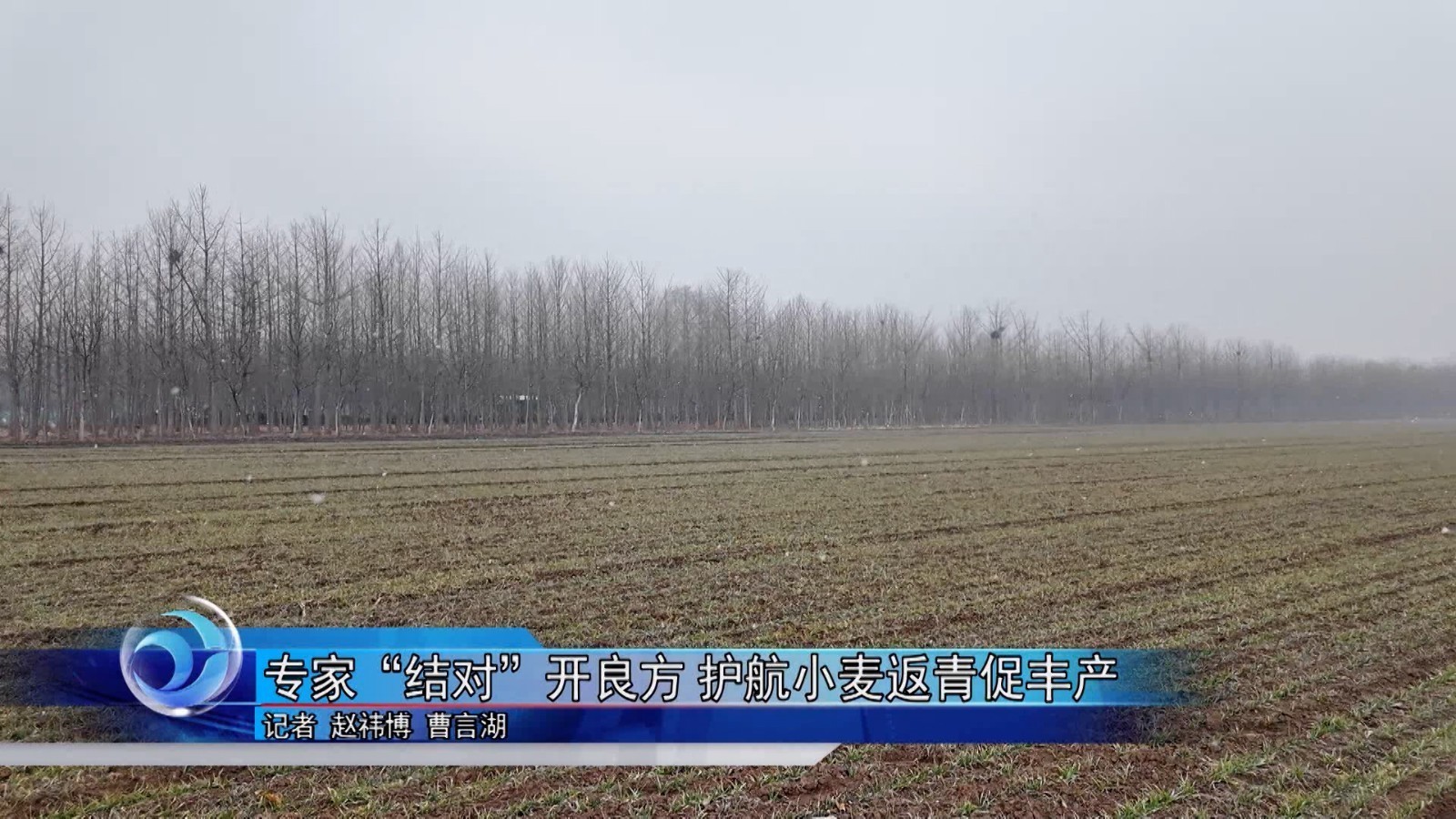 专家“结对”开良方 护航小麦返青促丰产 专家“结对”开良方 护航小麦返青促丰产