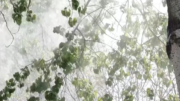 北方多地进入杨柳飞絮期,“过敏星人”请收好这份注意事项 北方多地进入杨柳飞絮期,“过敏星人”请收好这份注意事项