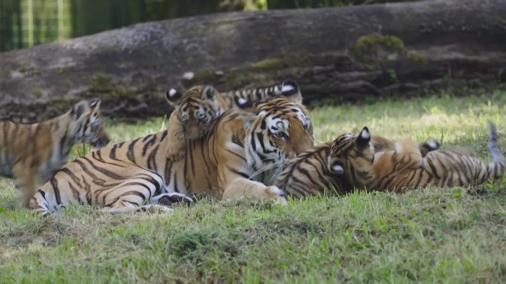 虎头虎脑 英国一动物园四只东北虎幼崽户外亮相 虎头虎脑 英国一动物园四只东北虎幼崽户外亮相