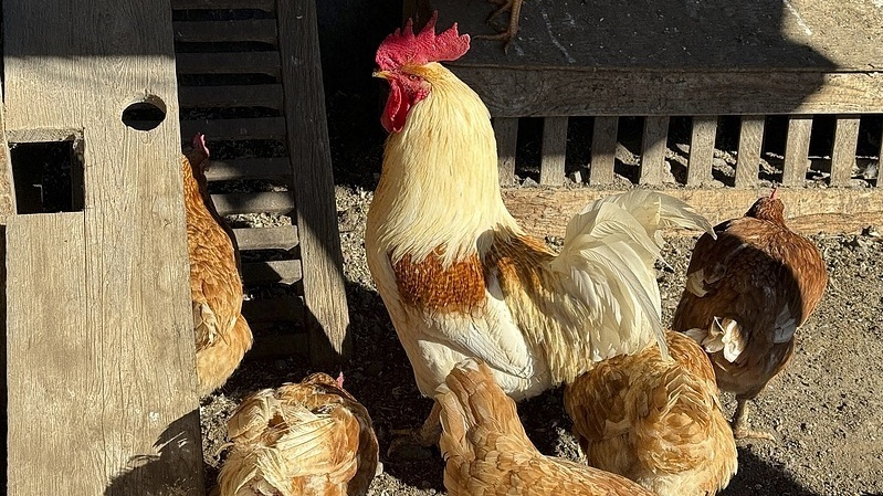 日本四国地区确认本季首起禽流感疫情