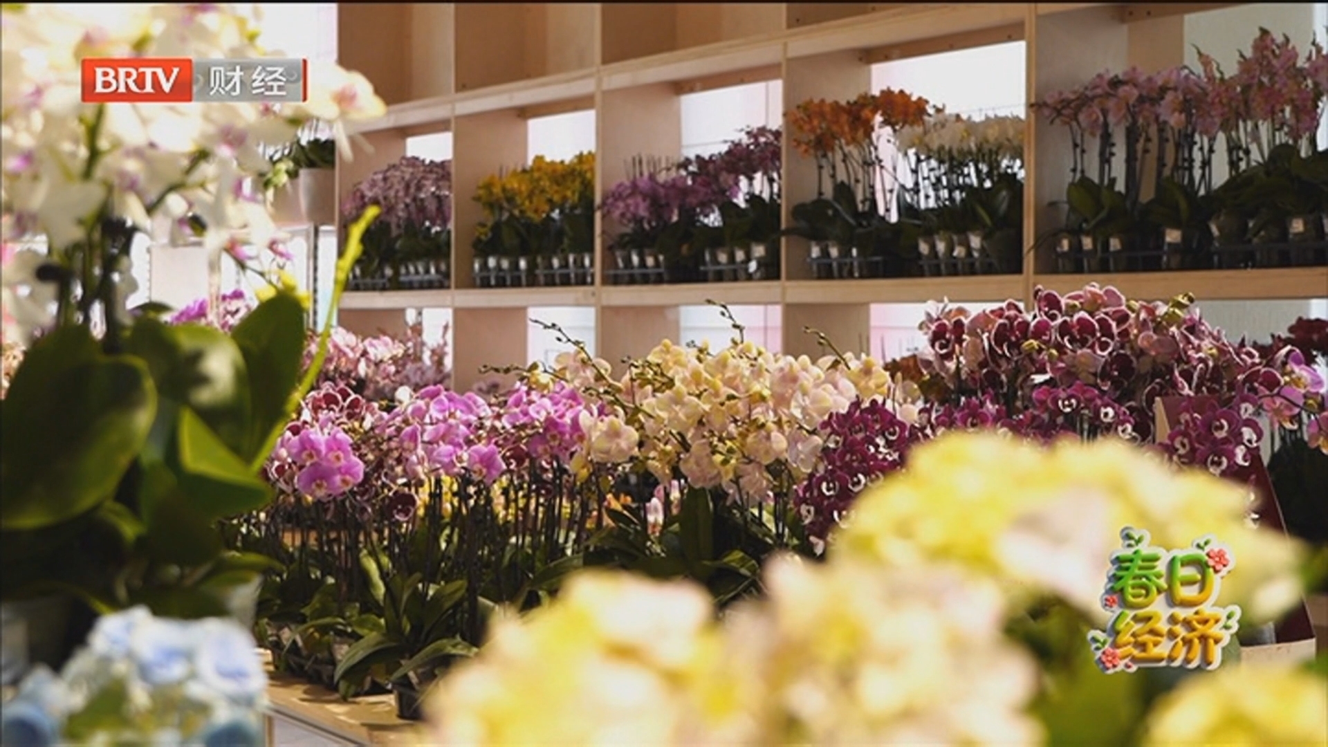 《首都经济报道》20260311春菜新鲜上市 增添春天味道