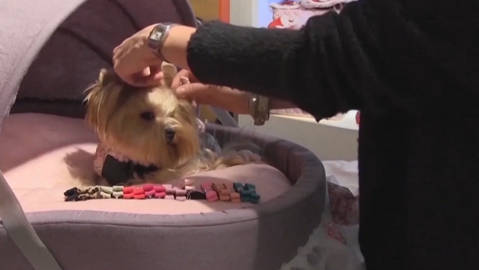 铁路部门试点高铁宠物托运服务 铁路部门试点高铁宠物托运服务