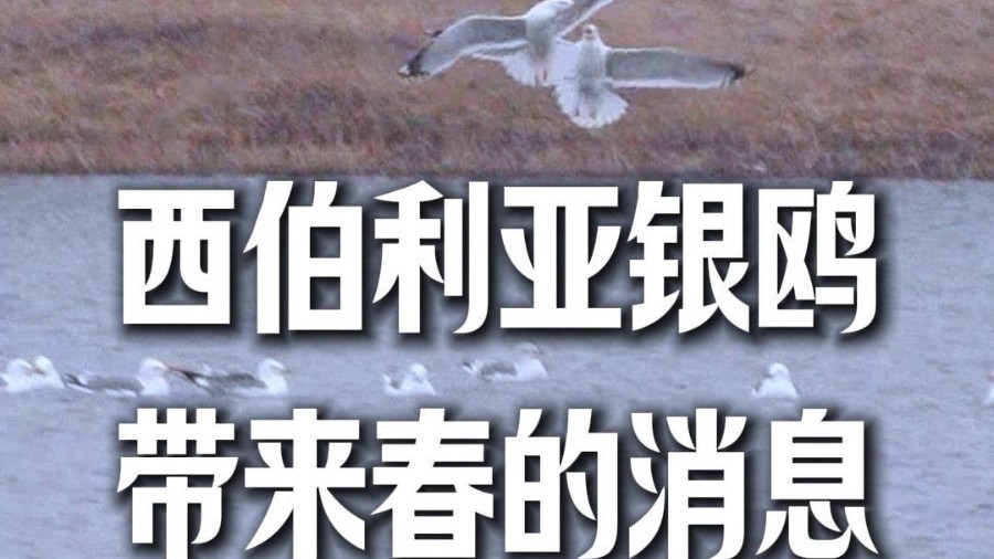 西伯利亚银鸥赴约北京送来春的消息 西伯利亚银鸥赴约北京送来春的消息