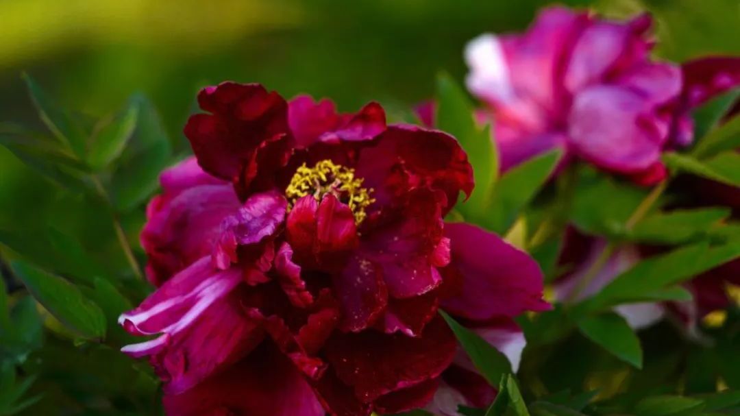 北京房山:不必远行,咱家门口的牡丹也惊艳! 北京房山:不必远行,咱家门口的牡丹也惊艳!