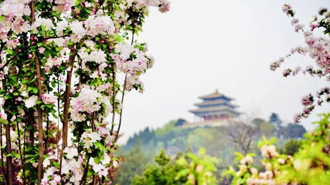 “漫步北京-跟着半马去旅行”主题游线路发布，来这里拥抱醉美春光！