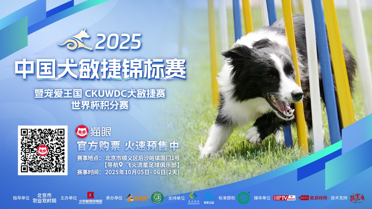 2025中国犬敏捷锦标赛将开赛！顶尖犬只齐聚北京，共竞“智慧与速度”