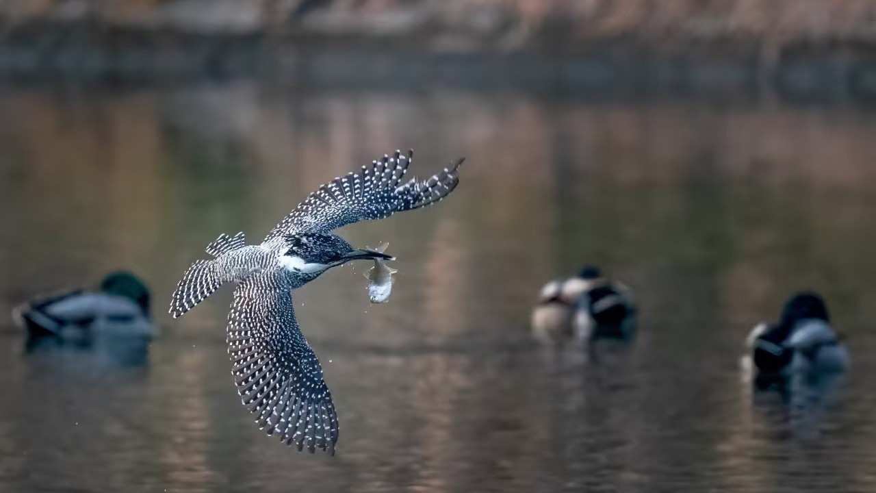 珍稀鸟类“冠鱼狗”现身海淀区! 珍稀鸟类“冠鱼狗”现身海淀区!