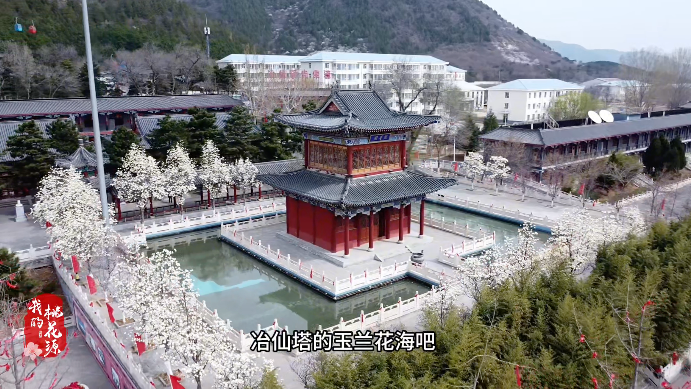 一起打卡密云冶仙塔玉兰花海