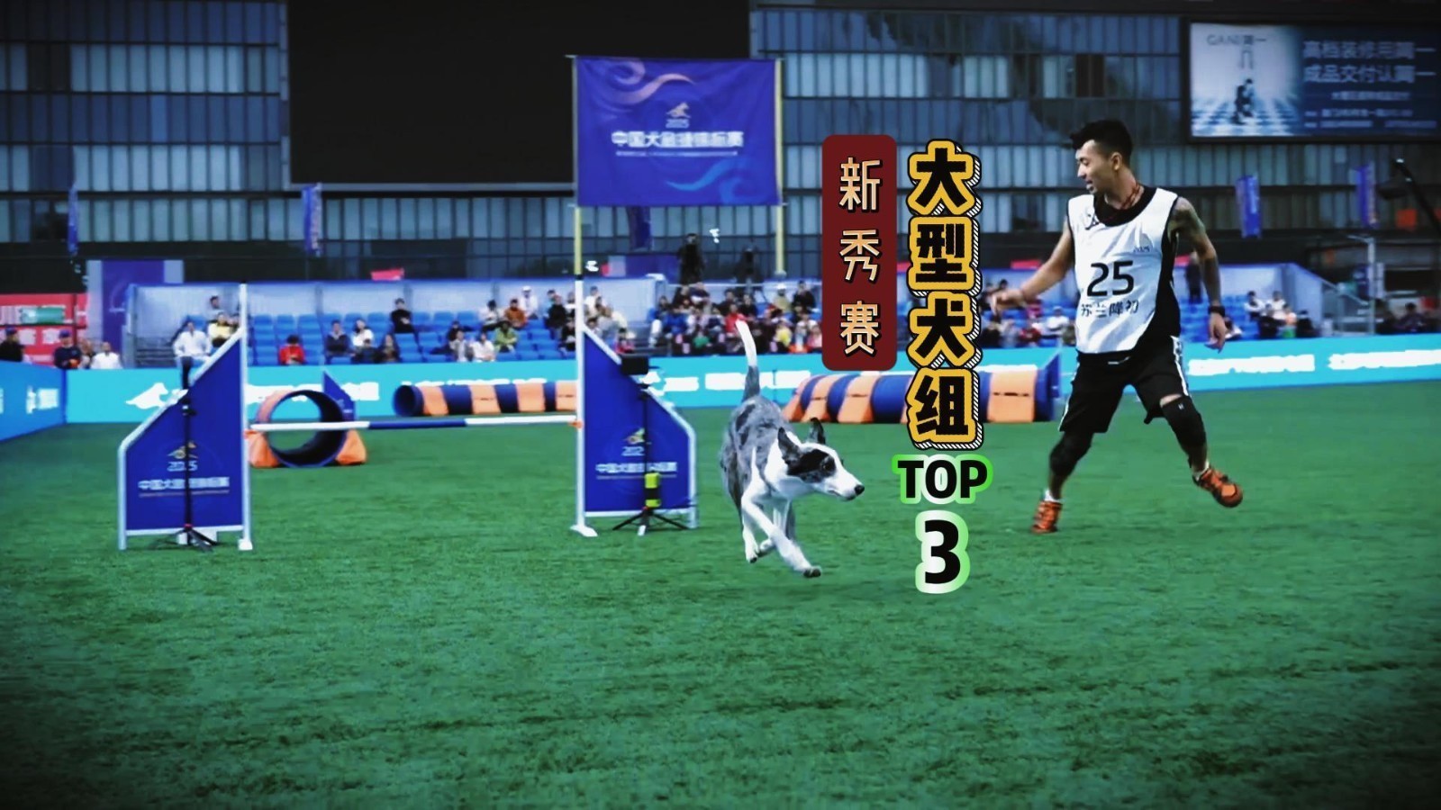 盘点赛事最快狗狗·新秀赛大型犬组TOP3 盘点赛事最快狗狗·新秀赛大型犬组TOP3