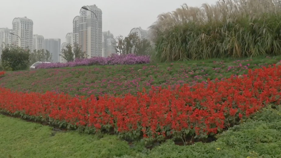 花卉产业打造城市花园 多层次人才培养助力企业高质量发展