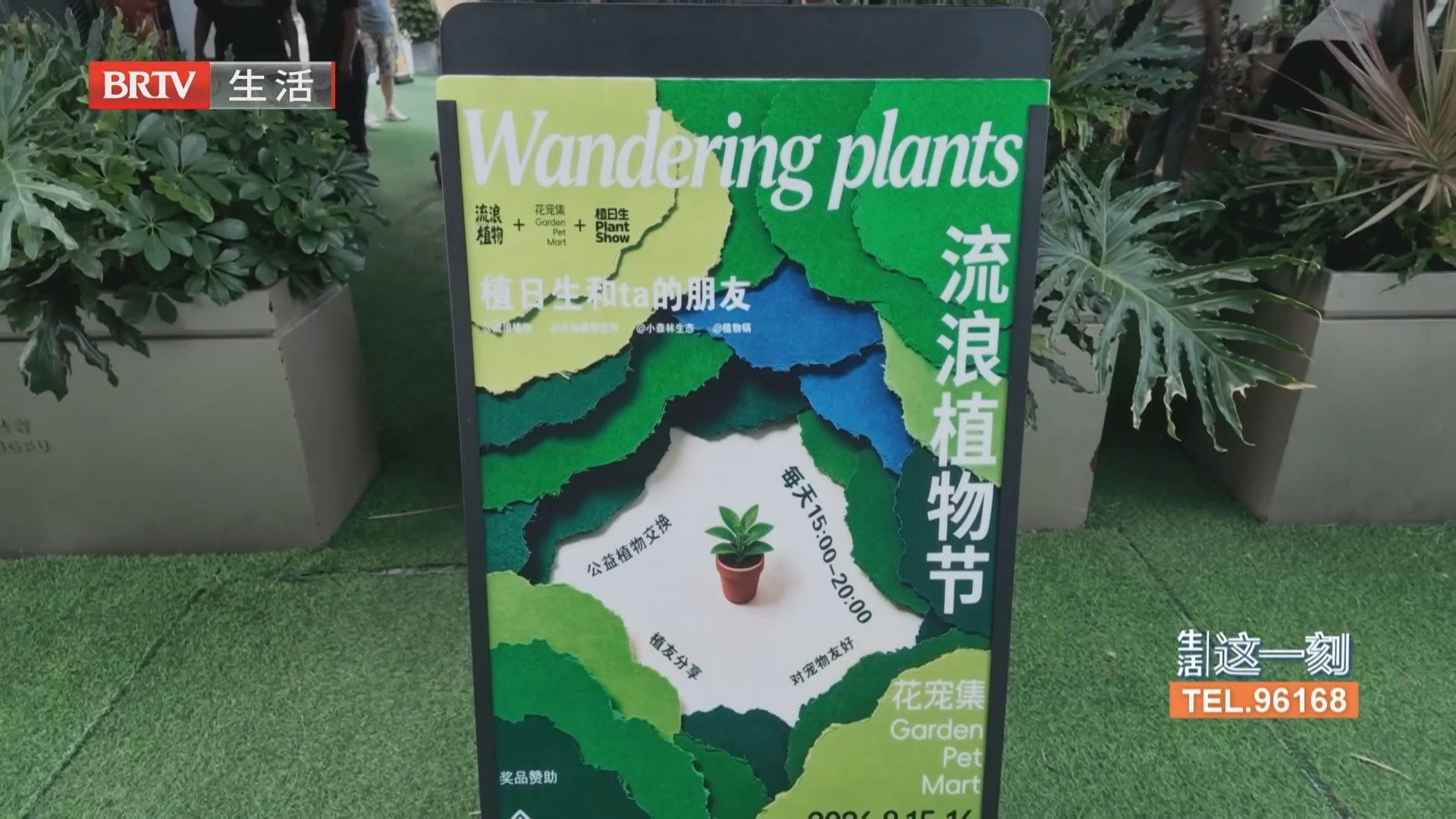 夜游京城新玩法 来隆福寺打卡流浪植物节