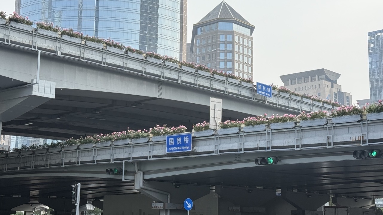 环路月季今年最后一波“爆花”！明年春天四环喜提“月季项链”