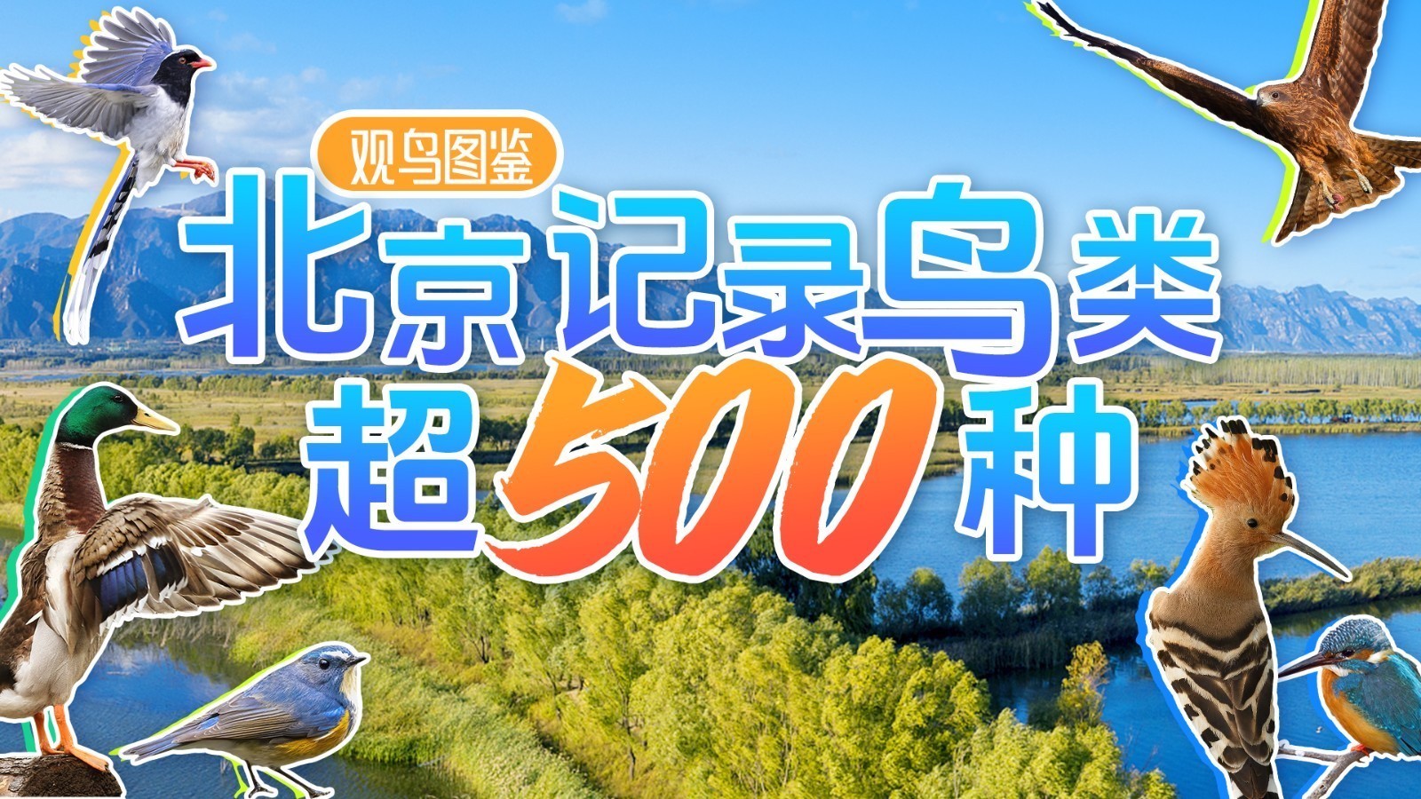 年轻人流行观鸟了？北京这六个公园拍鸟出片率100%