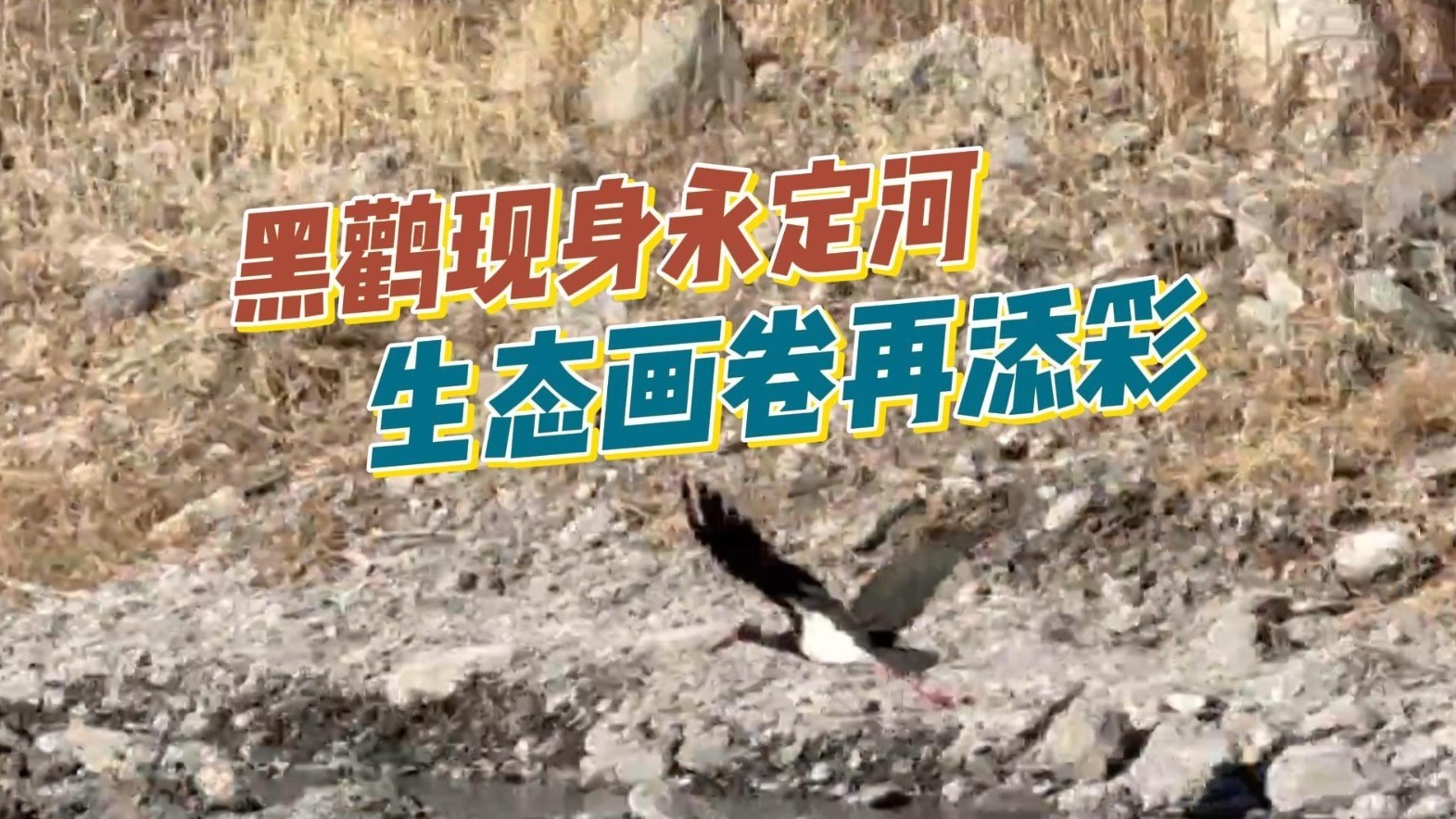 黑鹳现身永定河生态画卷再添彩 黑鹳现身永定河生态画卷再添彩
