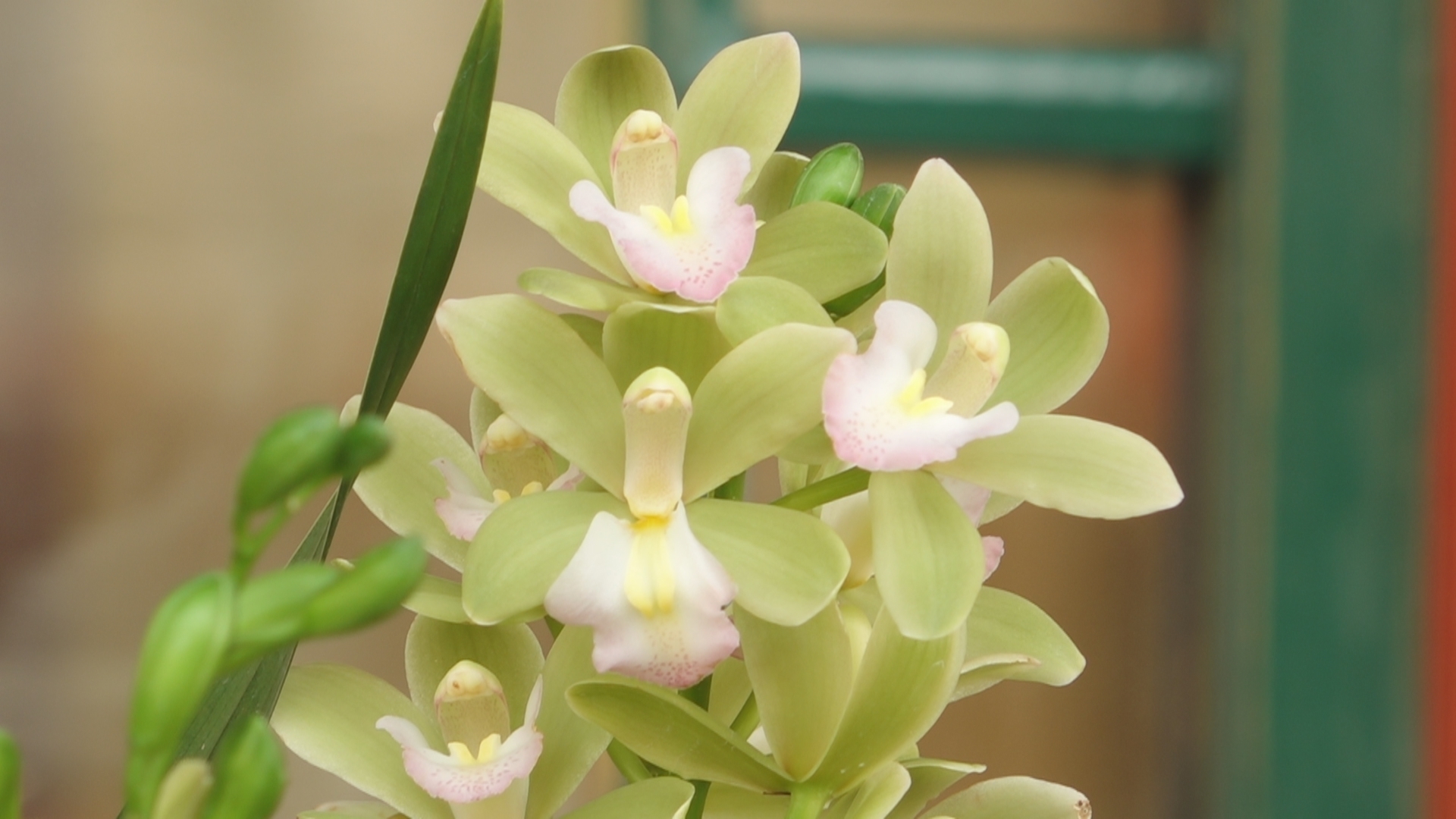 韶州会馆飘兰香：翁源兰花进京贺岁