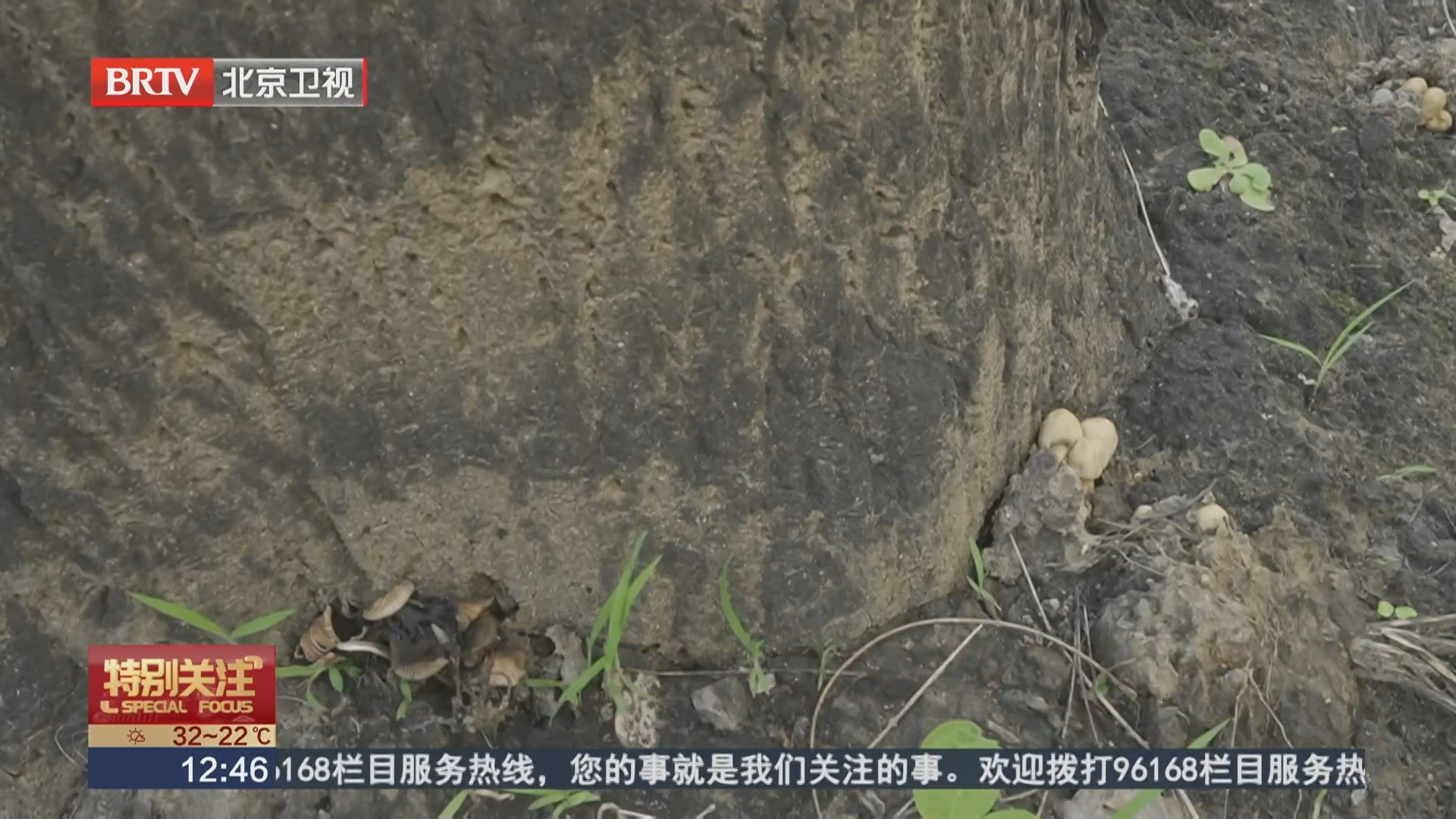 雨后野蘑菇暗藏中毒风险