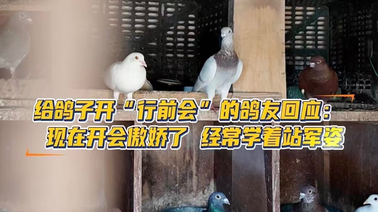 给鸽子开阅兵行前会的鸽友回应：现在开会傲娇了 经常学着“站军姿”