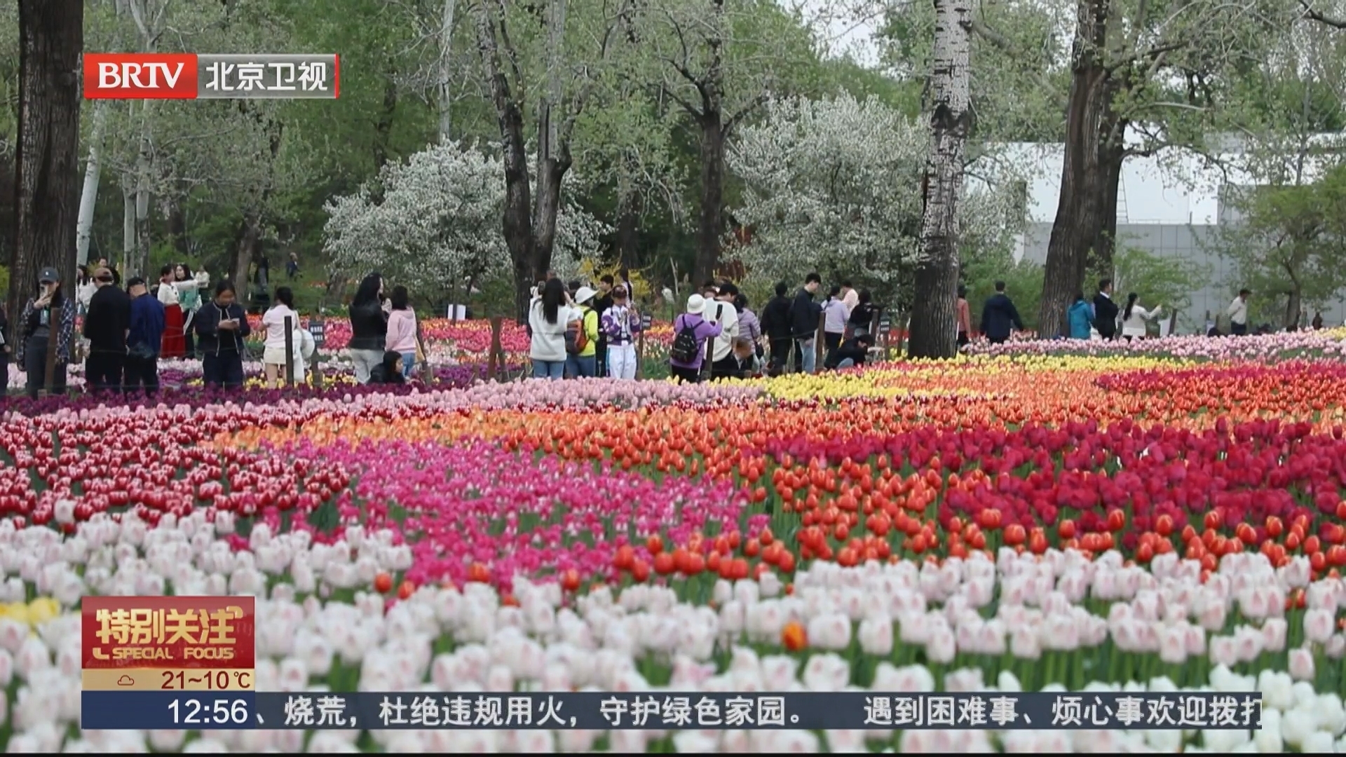 北京进入郁金香观赏季 国家植物园郁金香进入盛花期