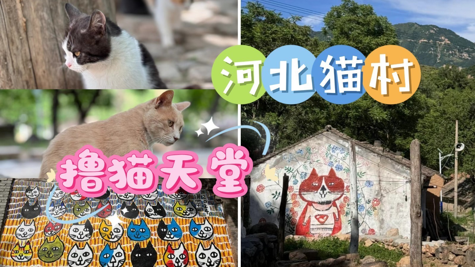 萌翻!快来河北猫村撸猫吧!_北京时间