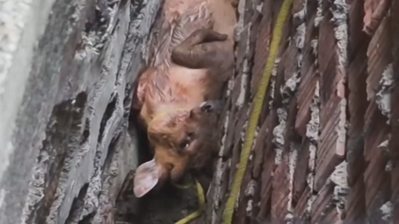 心疼小可爱!国家二级保护动物麂子被困墙缝 心疼小可爱!国家二级保护动物麂子被困墙缝