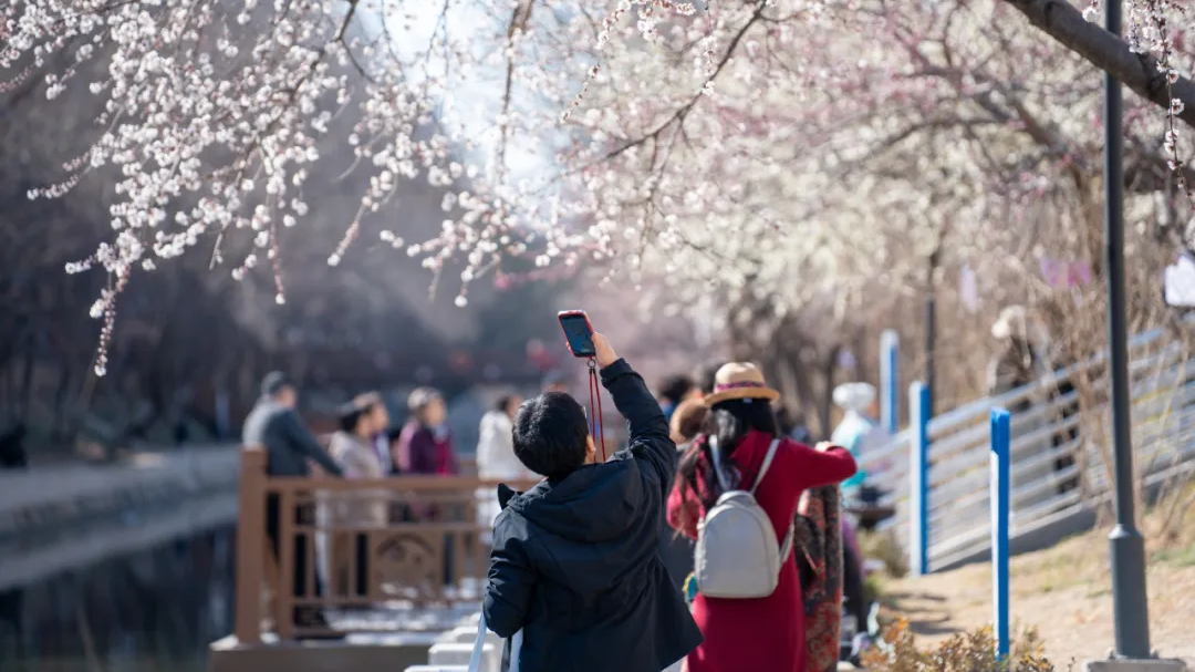 美到刷屏!这里的山桃花绽放进度已达80%—— 美到刷屏!这里的山桃花绽放进度已达80%——