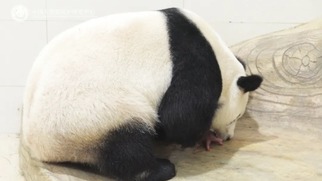 中国大熊猫保护研究中心2025年首只大熊猫幼崽诞生