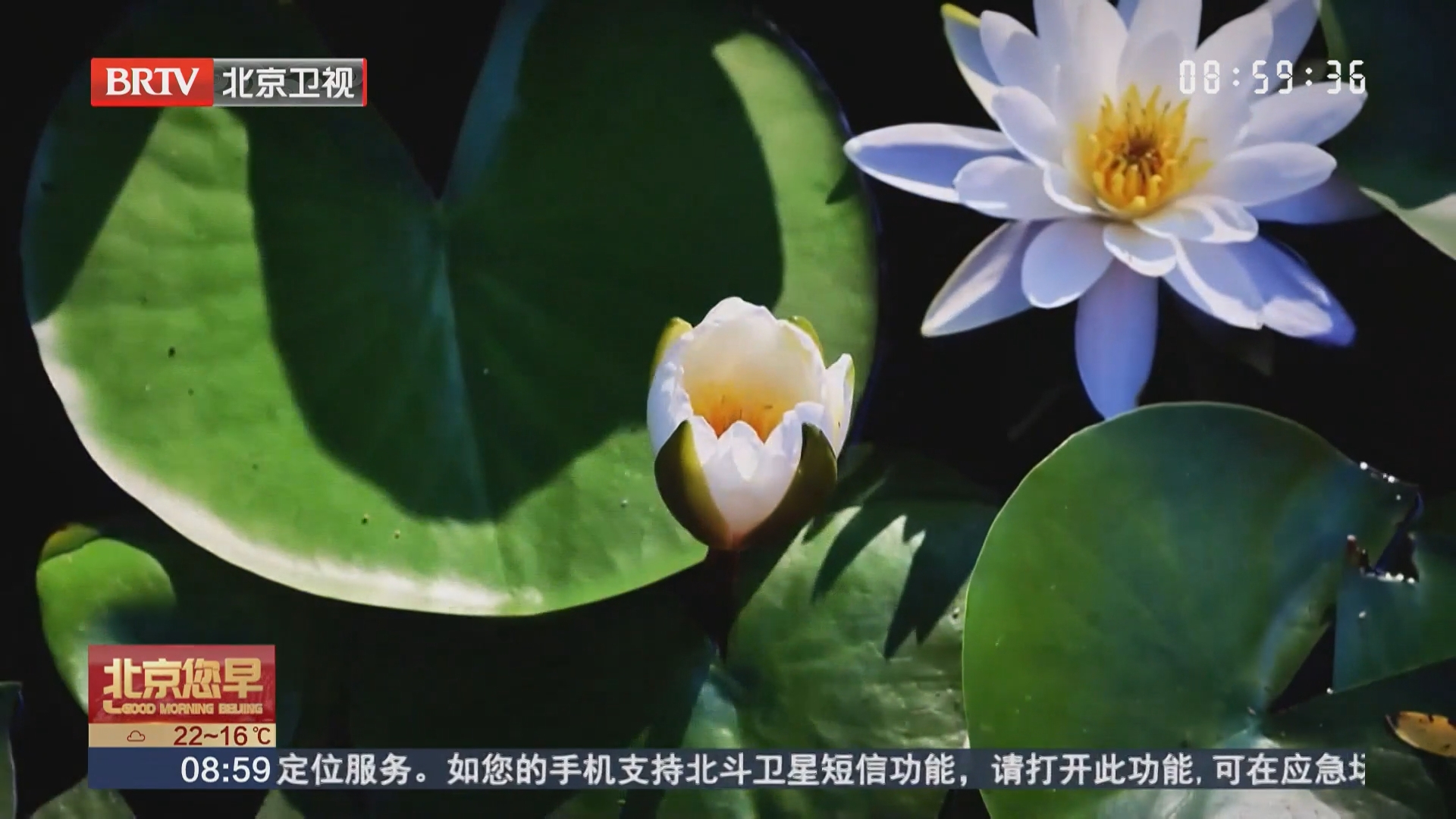 秋色渐浓 莲塘睡莲悠然绽放