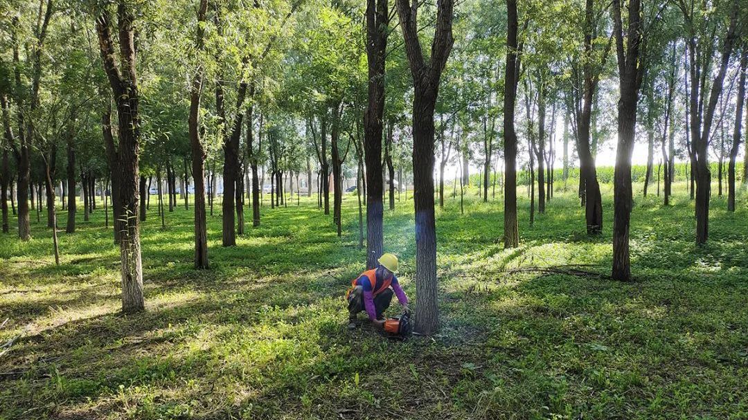 16900亩!顺义区超额完成年度平原生态林林分结构调整任务 16900亩!顺义区超额完成年度平原生态林林分结构调整任务