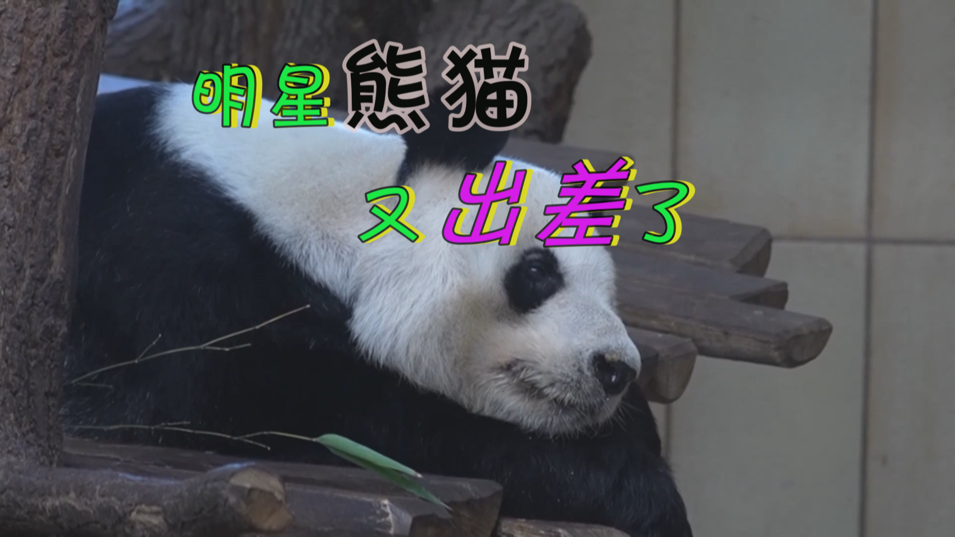 明星大熊猫“出差”维也纳 明星大熊猫“出差”维也纳