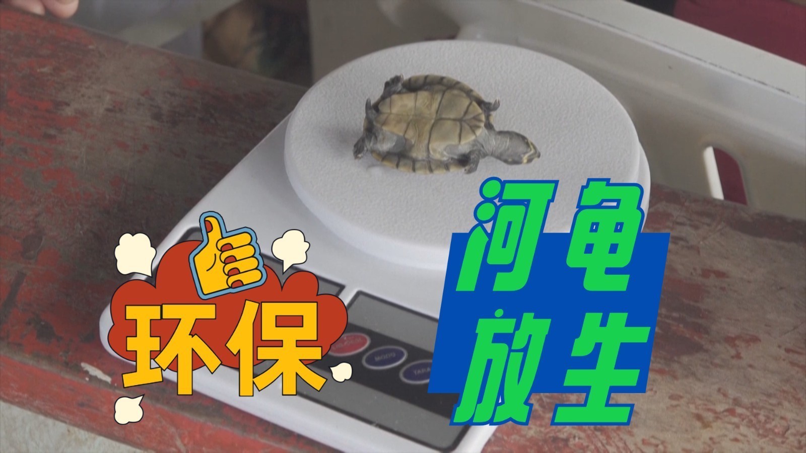 约5000只黄斑河龟宝宝重返自然