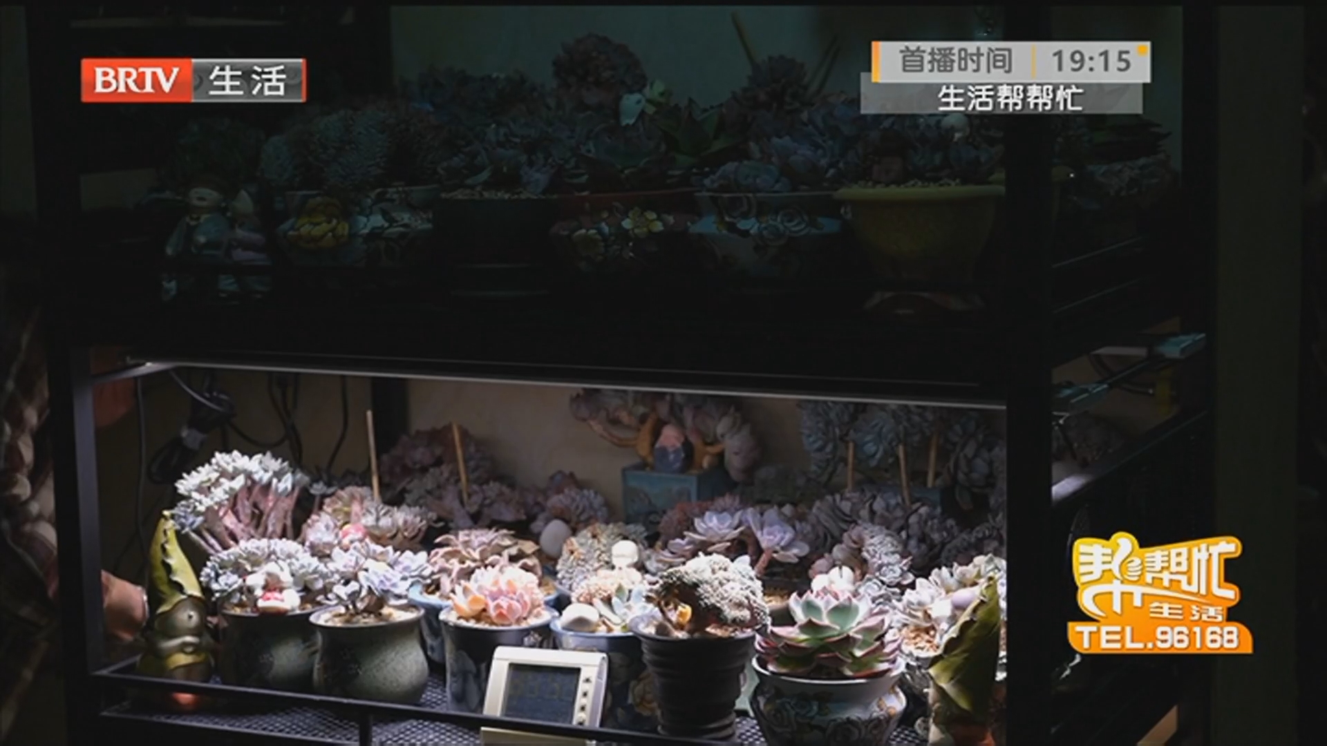 花费数万元寄养多肉 商家最终失联