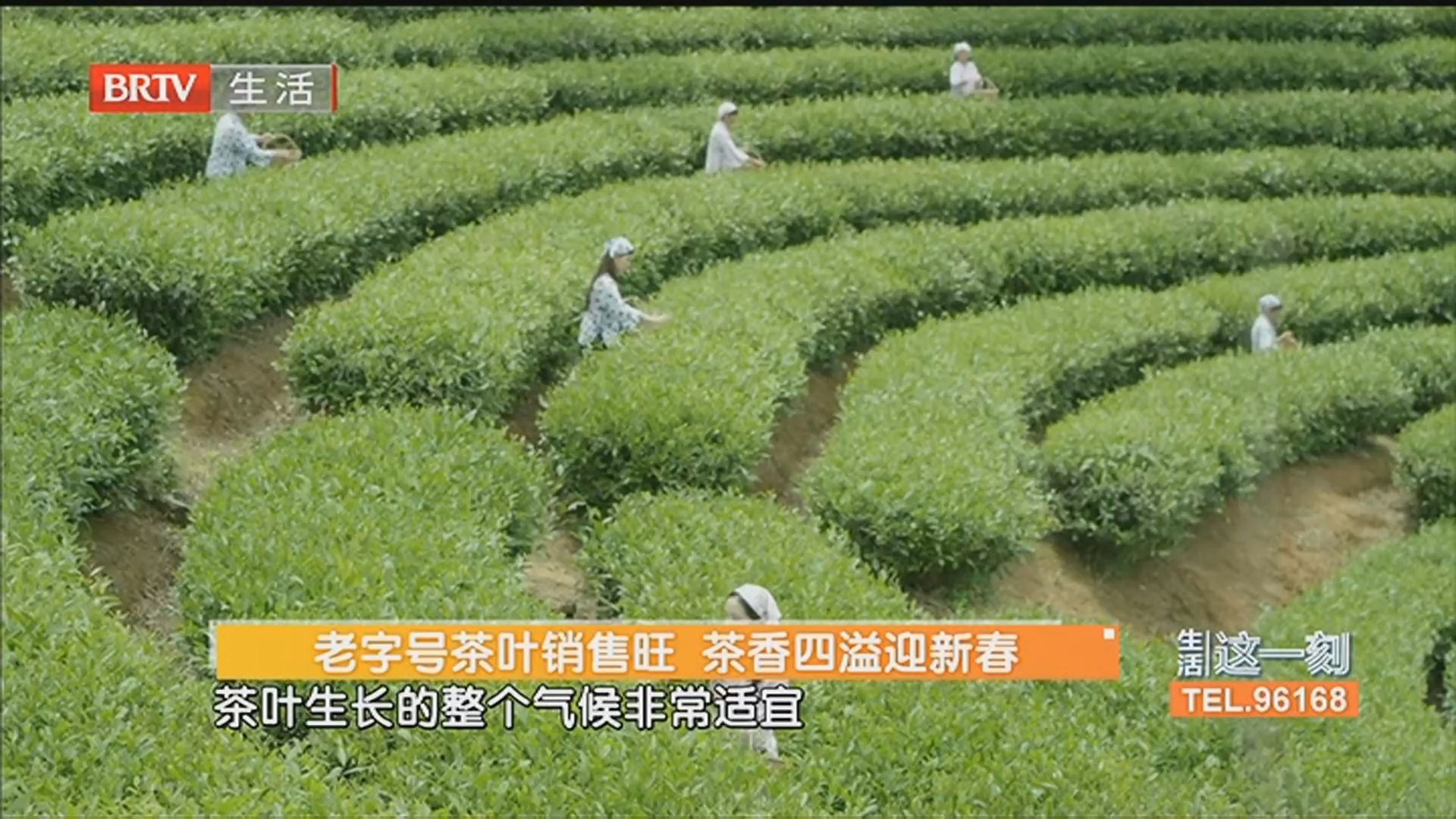 老字号茶叶销售旺 茶香四溢迎新春