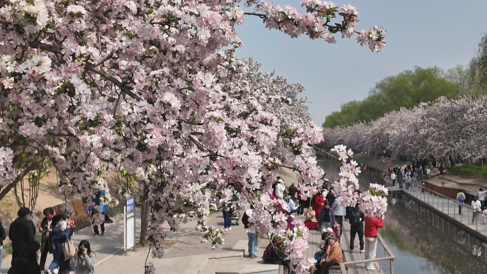 满屏春色关不住 望京海棠花溪美到直接封神 满屏春色关不住 望京海棠花溪美到直接封神