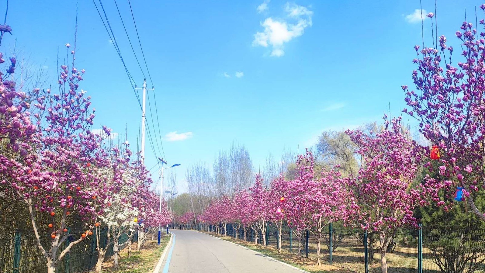 北京平谷：五条特色大道 三大主题片区 绘就花园乡村美丽画卷