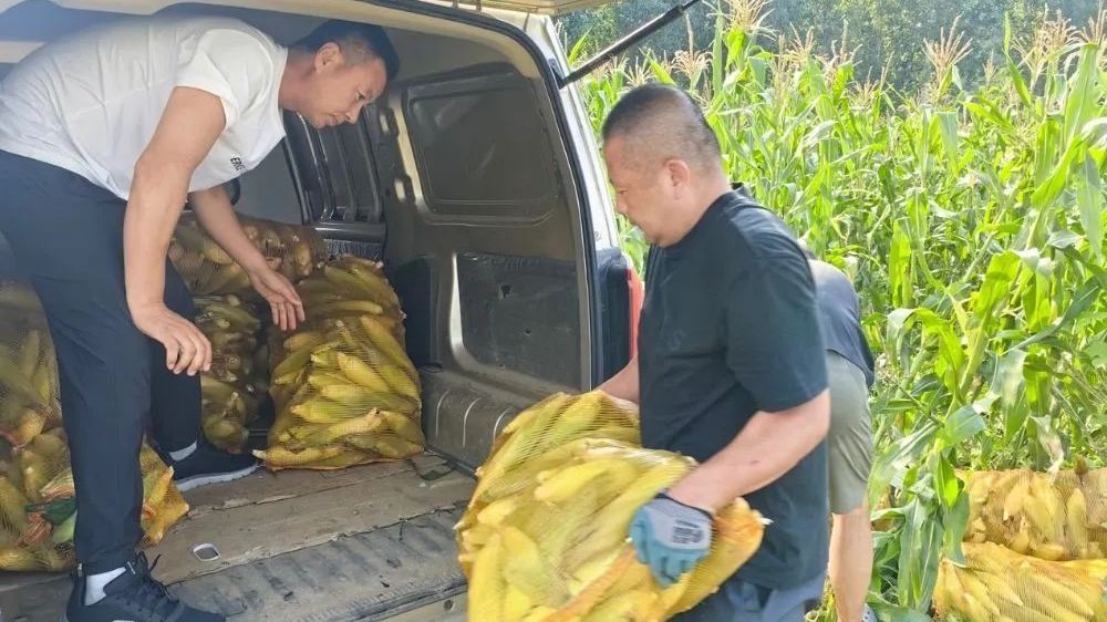 一千根玉米，一场守望接力