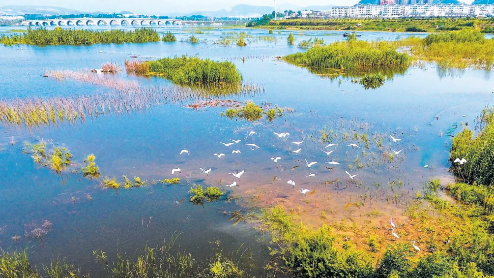 冬季到十堰来看鸟！你能认出几个小可爱？