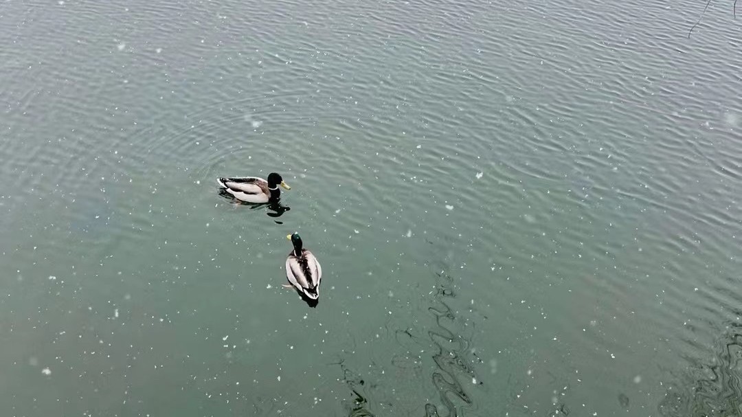 今天阴有零星雨夹雪或雪 最高气温7℃ 体感阴冷 今天阴有零星雨夹雪或雪 最高气温7℃ 体感阴冷