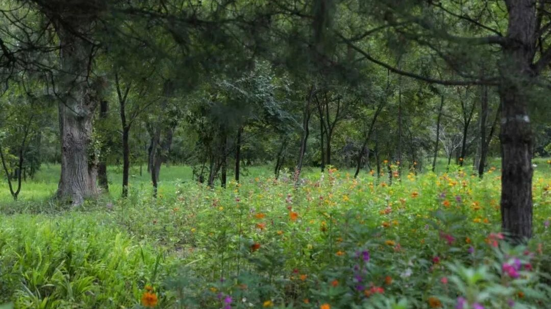 精细提质优林分 深耕管护兴生态——区园林绿化局扎实推进平原生态林养护工作 精细提质优林分 深耕管护兴生态——区园林绿化局扎实推进平原生态林养护工作