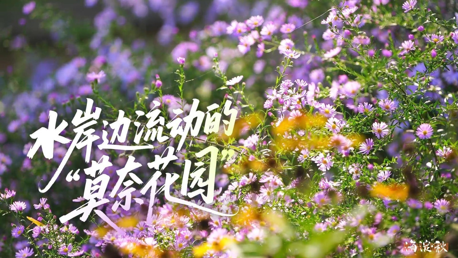 昔日绿色长廊,今朝穿上花衣裳!昆玉河迎来最美时刻 昔日绿色长廊,今朝穿上花衣裳!昆玉河迎来最美时刻