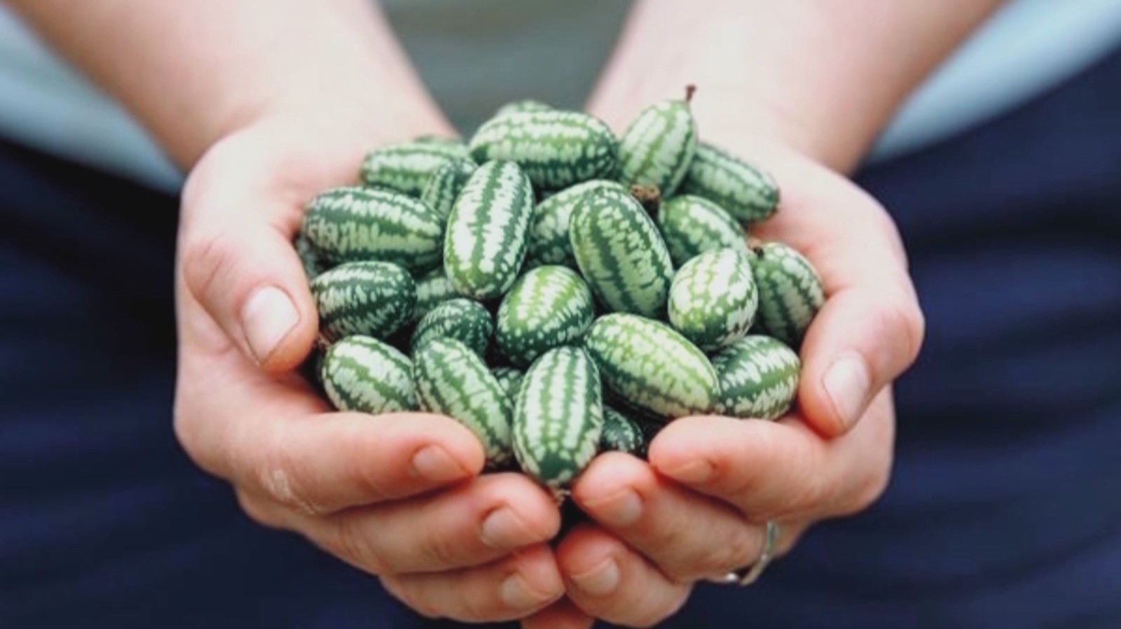 “拇指西瓜”百元一斤 你会买单吗? “拇指西瓜”百元一斤 你会买单吗?