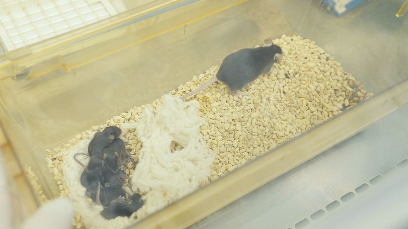 “太空小鼠”返回地面后成功孕育幼仔