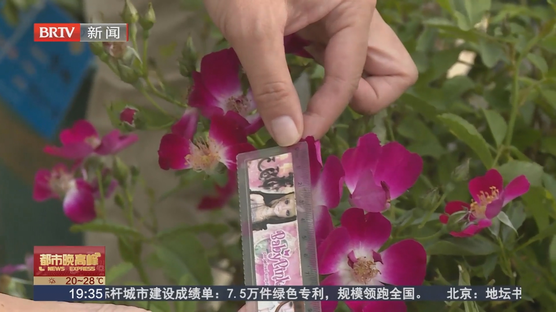 一年能开8个月！北农职学子7年接力育出“超长待机”月季