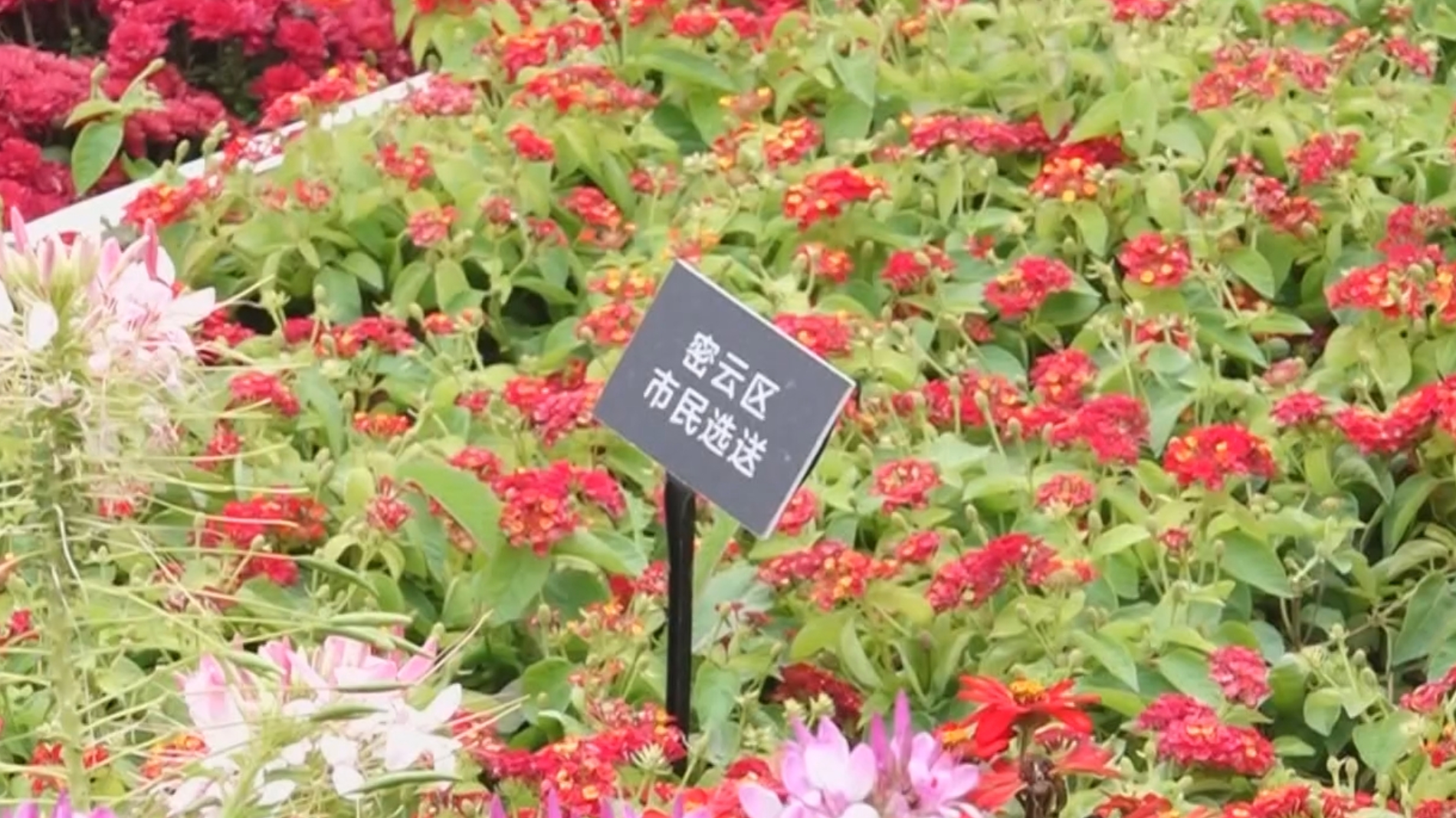 北京大爷自栽花卉登上长安街国庆花坛