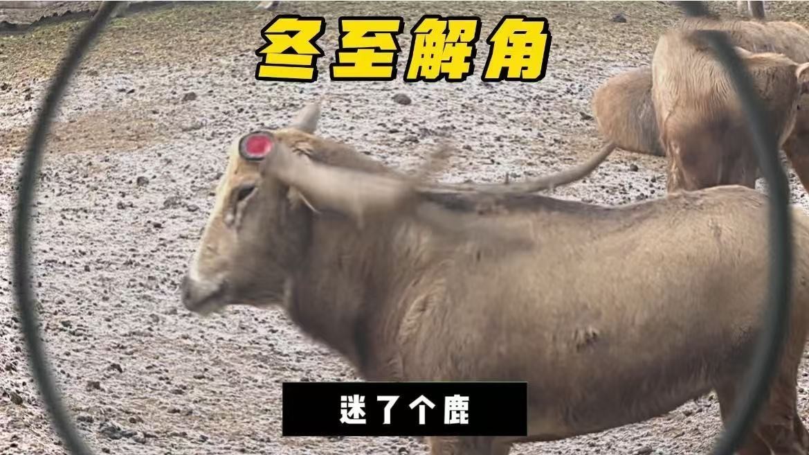冬至解角#麋鹿回家四十载，永定河畔麋鹿生#迷了个鹿